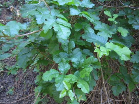 [Photo : Poison Oak plante urticante commune]