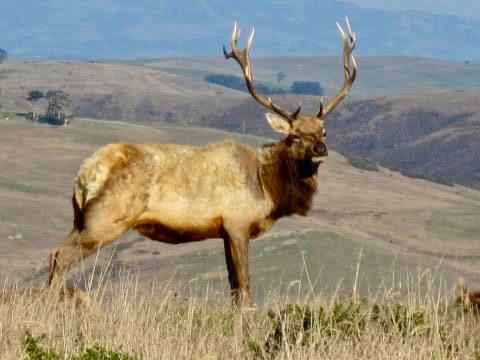 [Photo : cervidé mâle ou elk à Point Reyes]
