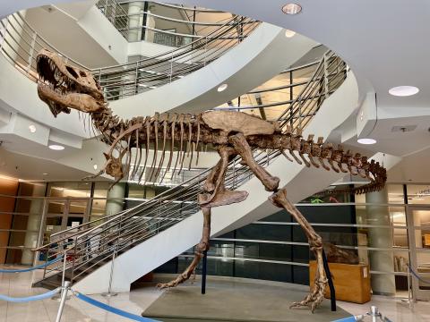 Osborn le tyrannosaure, Berkeley