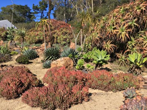 [Photo : Jardin Arizona à Golden Gate Park]